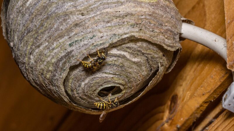 How to Remove a Wasp Nest From House