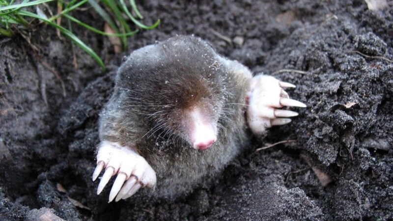 Is It Destructive to Have Moles in Your Yard