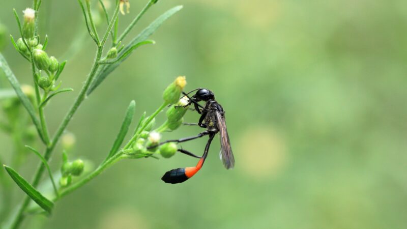 Mud Daubers