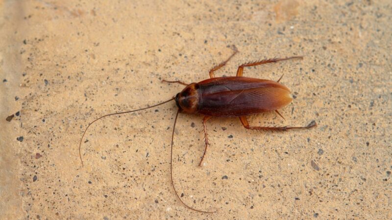 Oriental Cockroach Identification and Life Cycle