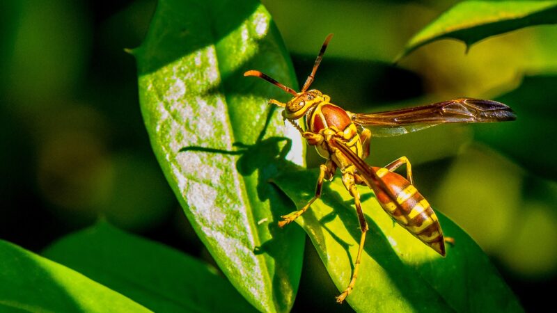 Paper Wasps