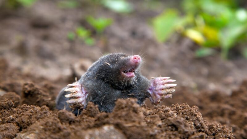 Signs of Moles in Your Yard
