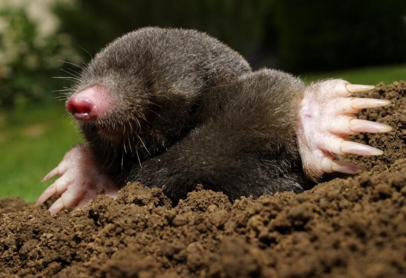 Signs of Moles in Your Yard.
