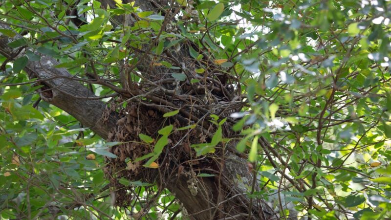 Types of Squirrel Nests