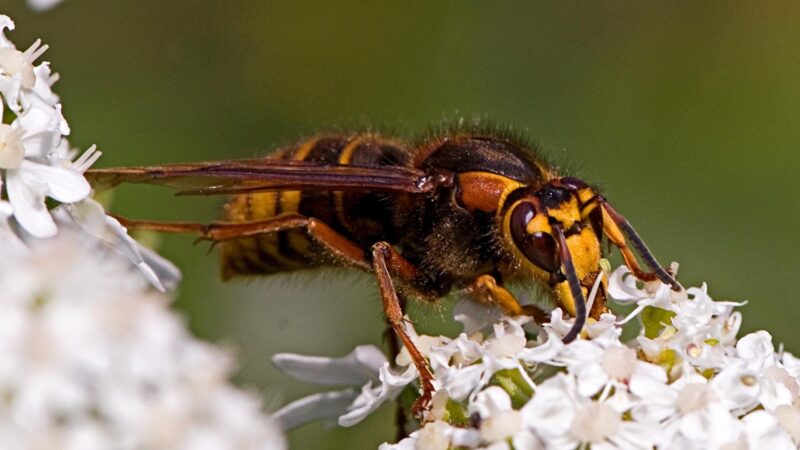 What Are European Hornets