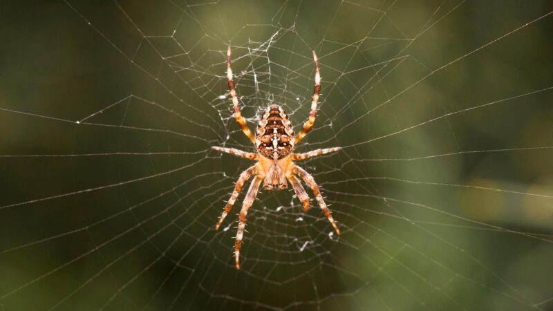 What Are Garden Spiders