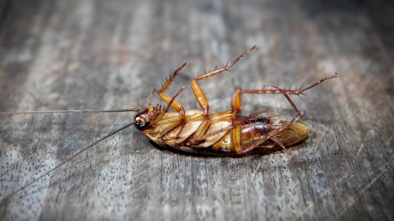 What Are the Common Cockroaches Infesting Your Home