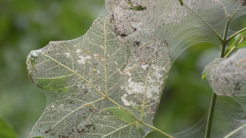 What Are the Large Web-Like Nests in Trees