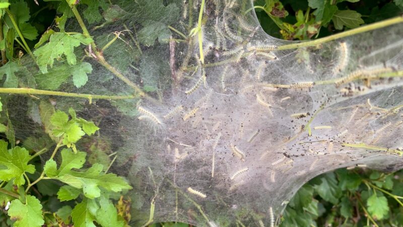 What Do Fall Webworms Look Like