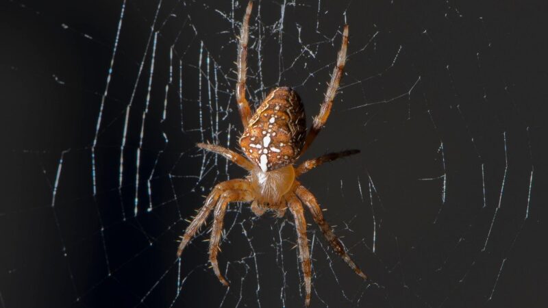 What Do Garden Spiders Look Like