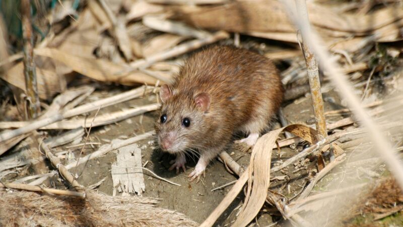 What Do Rats That Dig Underground Look Like