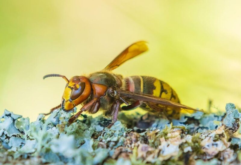 What Happens if You Get Stung by a Large European Hornet