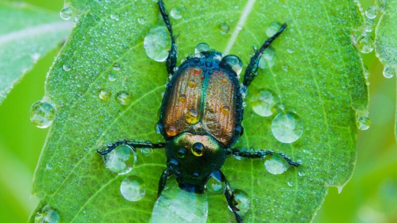 What Is a Japanese Beetle