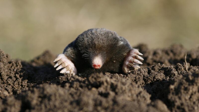 What Time of Day Are Moles Active
