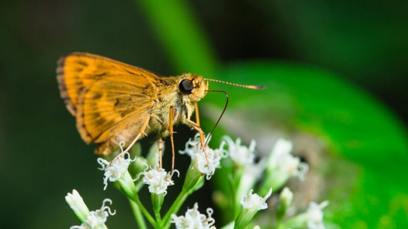 What are the Brown Moths in my Yard