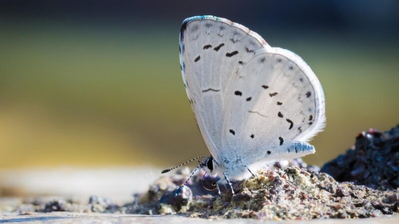 What are the White Moths in My Lawn