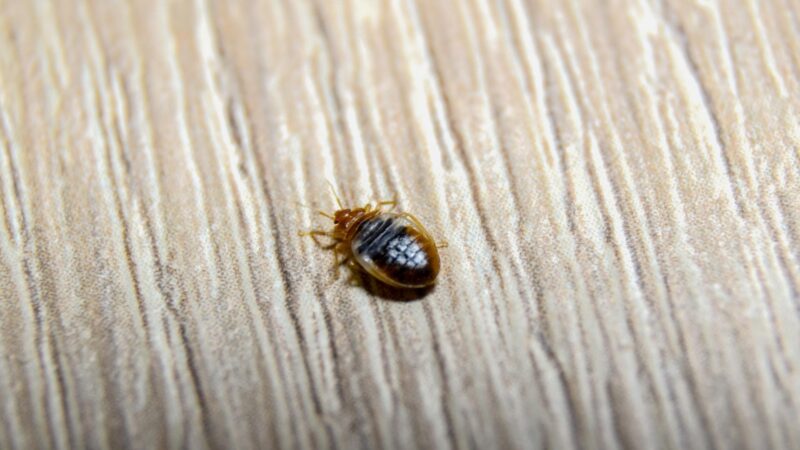 What is a Bed Bugs’ Food Source