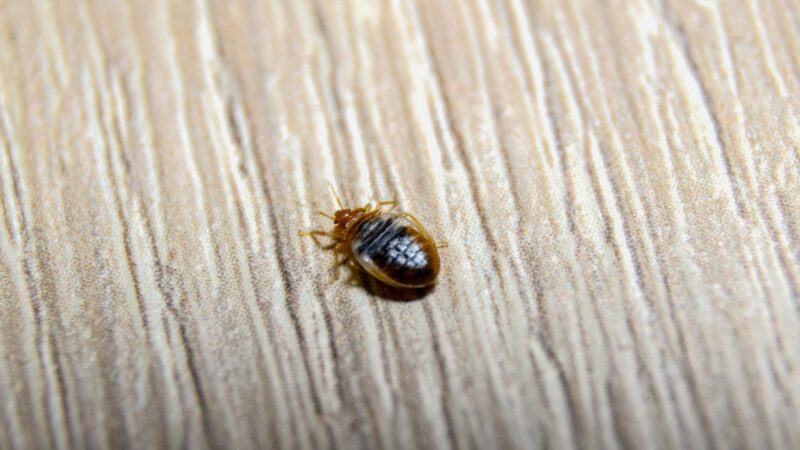 What is a Bed Bugs' Food Source