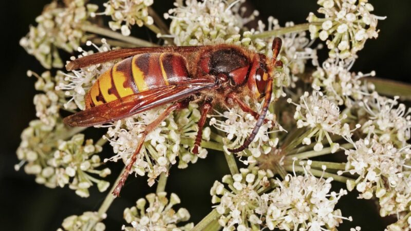 What to Do if a Hornet Bites You
