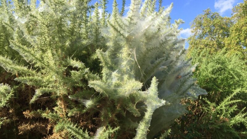 Why Is My Tree Covered in Webs