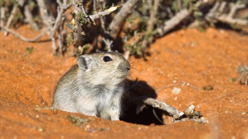 Why are Rat Holes and Burrows Dangerous