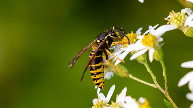 Yellowjackets