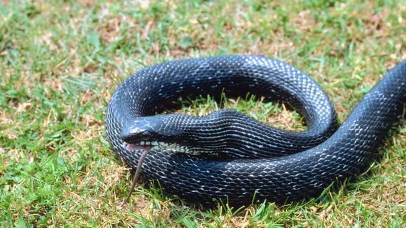 About Black Rat Snake