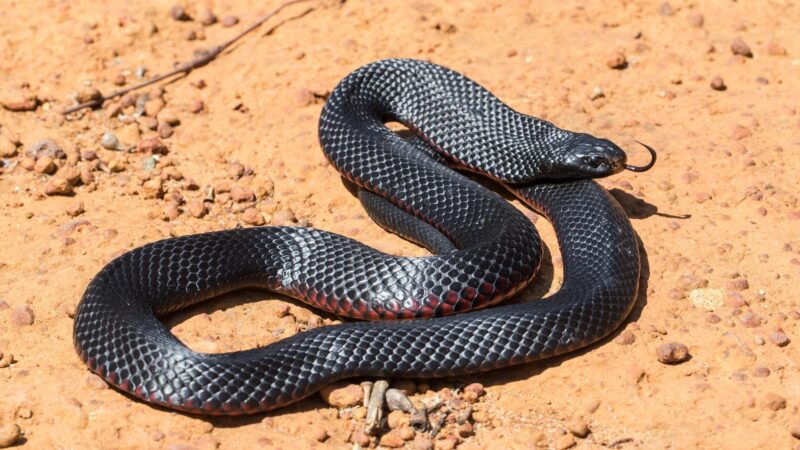 Are Black Snakes Harmful