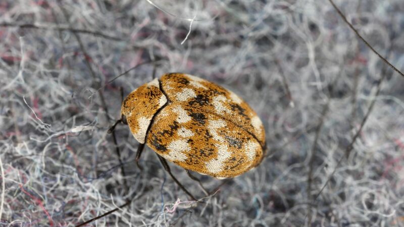 Are Carpet Beetle Larvae Harmful to Humans