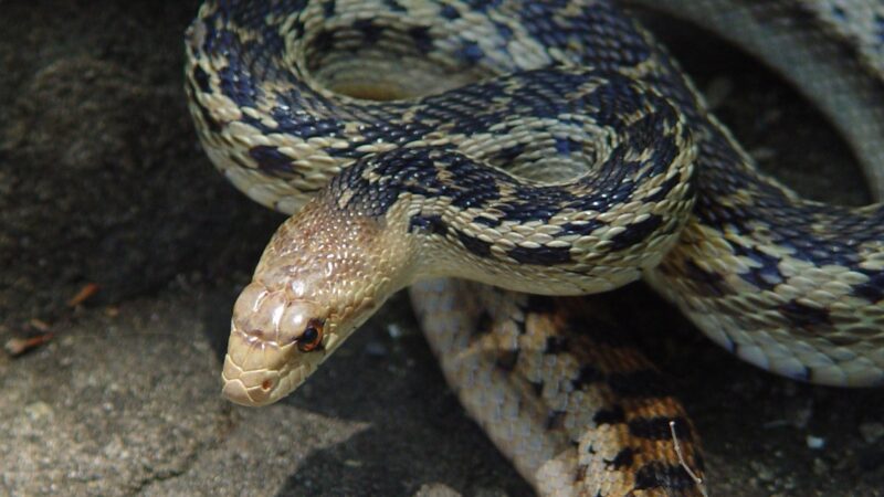 Are Gopher Snakes Dangerous
