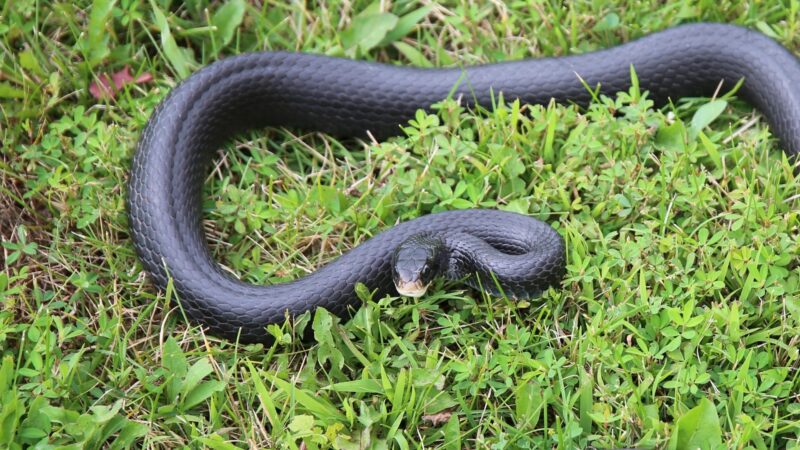 Black Racer