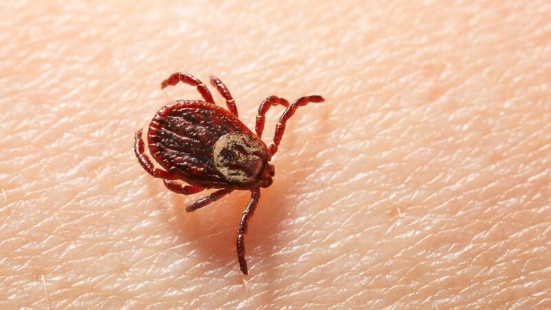 Can Ticks Make You Sick