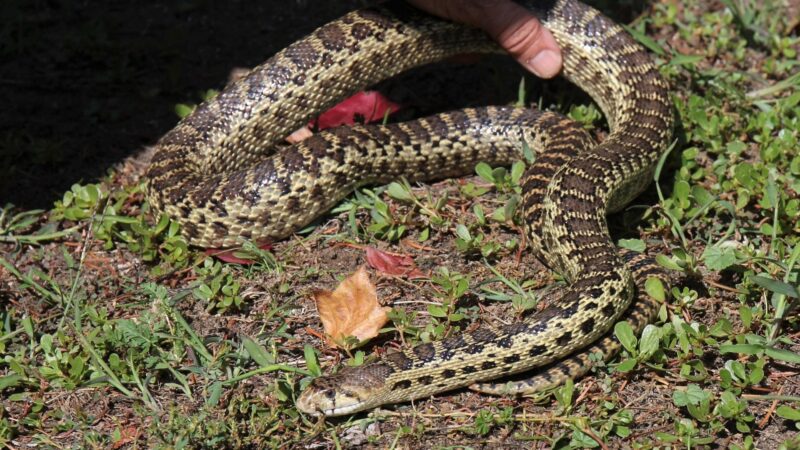 Can a Gopher Snake Hurt You
