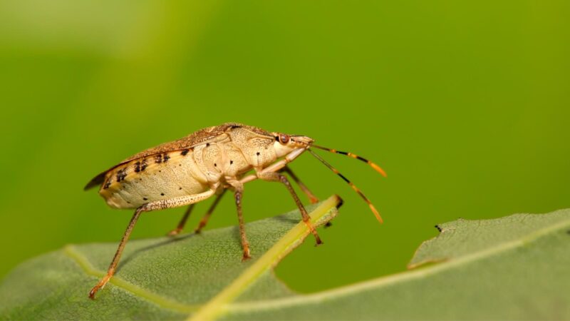 Do Stink Bugs Have Larvae