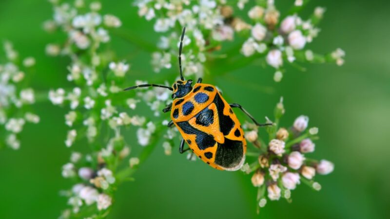 Do Stink Bugs Have Nests