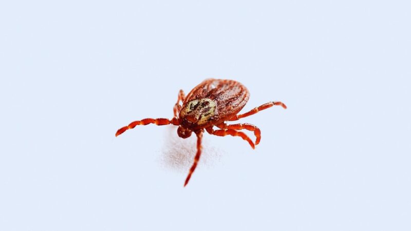 Do Ticks Invade Homes