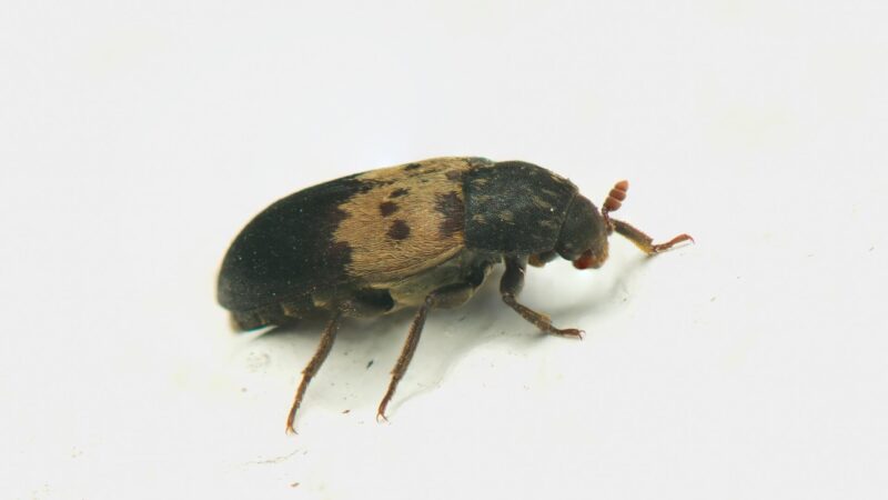 Does One Larder Beetle Mean Infestation