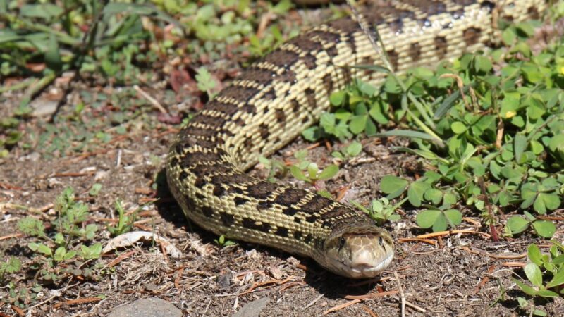 How Do I Identify a Gopher Snake