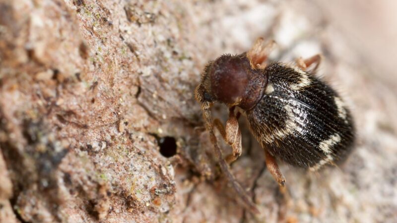 shiny spider beetle bites