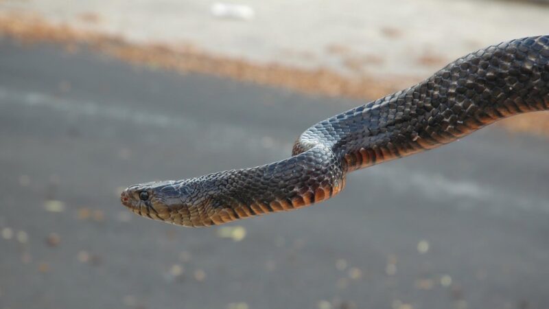 Indigo Snake