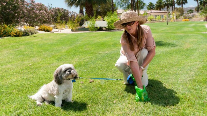 Is It Legal for a Neighbor's Dog to Poop in My Yard