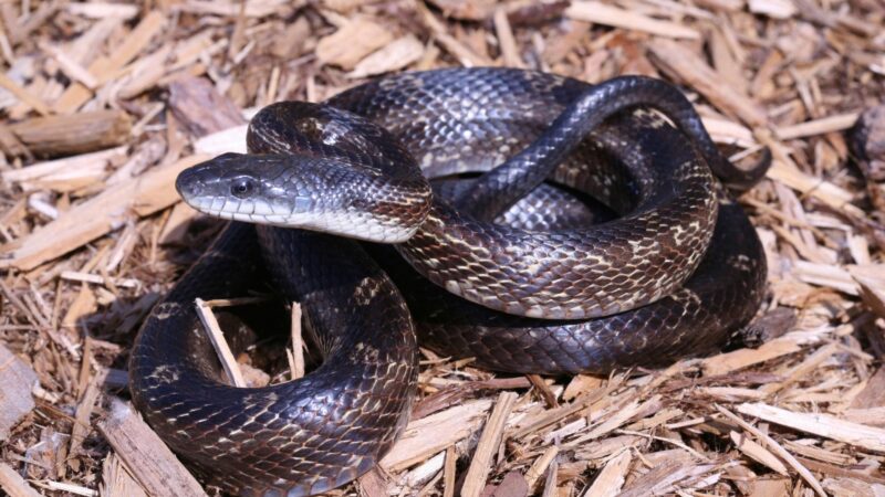 Rat Snake