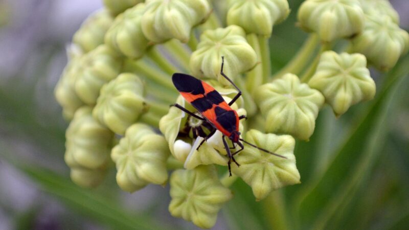 Stink Bugs vs. Boxelder Bugs