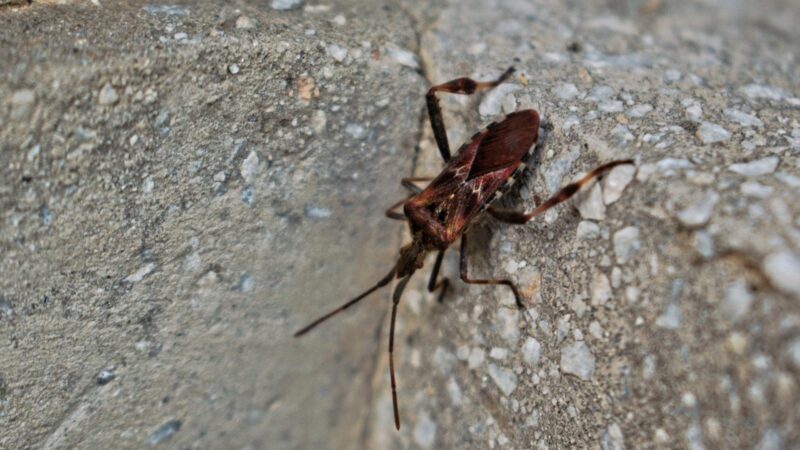 Stink Bugs vs. Kissing Bugs