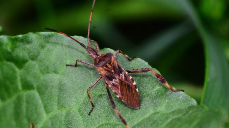 Stink Bugs vs. Western Conifer Seed Bugs