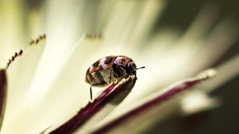 The Life Cycle of a Carpet Beetle