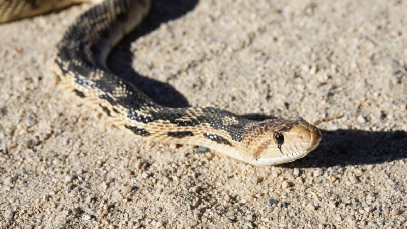 What Are Gopher Snakes