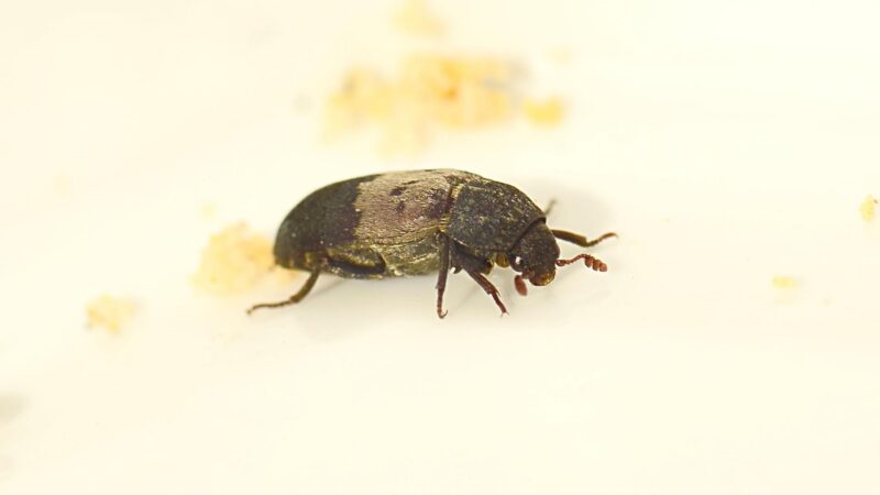 https://pestsamurai.com/wp-content/uploads/2022/05/What-Are-Larder-Beetles-e1652271982991.jpg