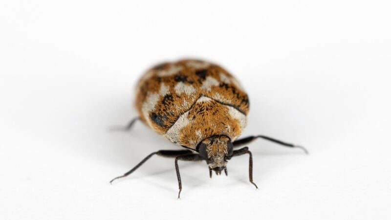 What Causes You to Get Carpet Beetles