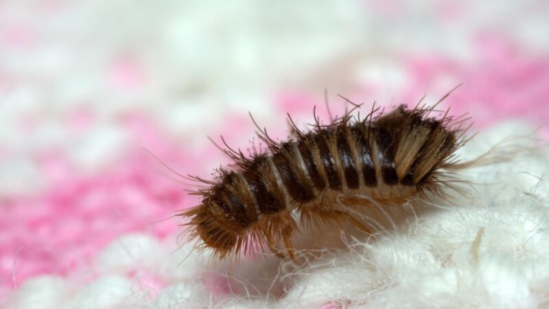 What Do Carpet Beetle Larvae Look Like